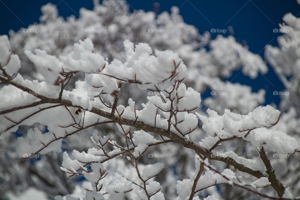 snowcovered branch
