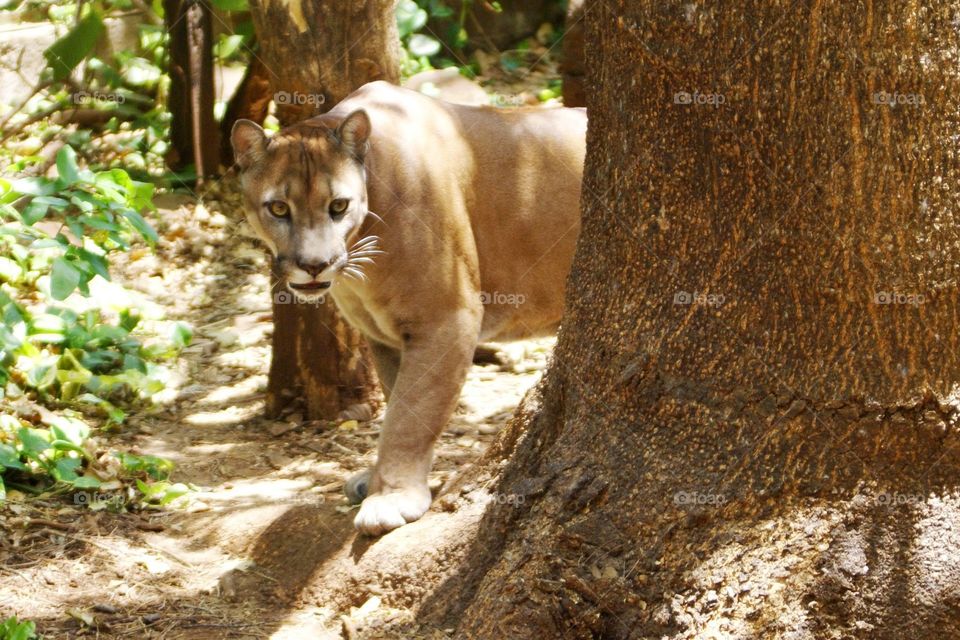 Puma on the prowl