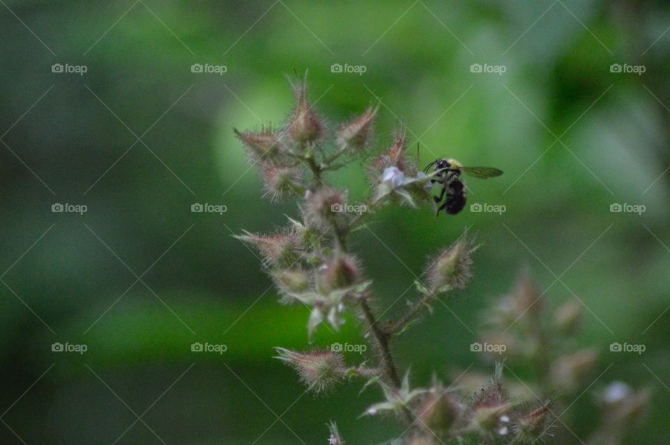 Pollination 