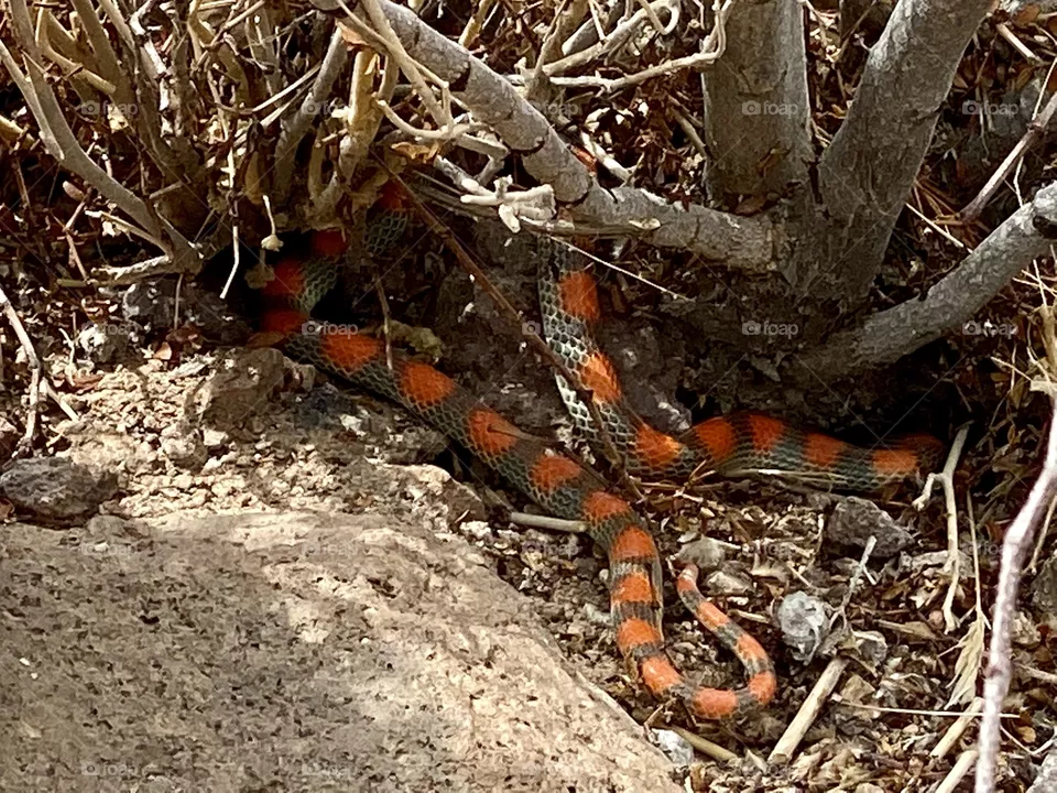 Snake 