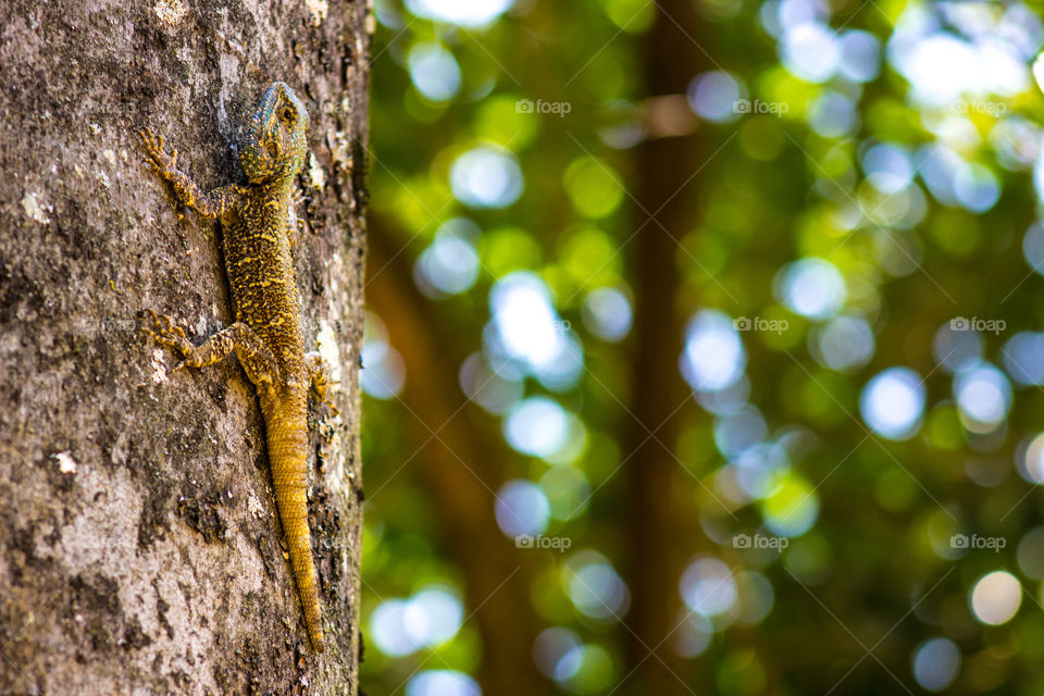 Lizzard blending in with the tree he climbed