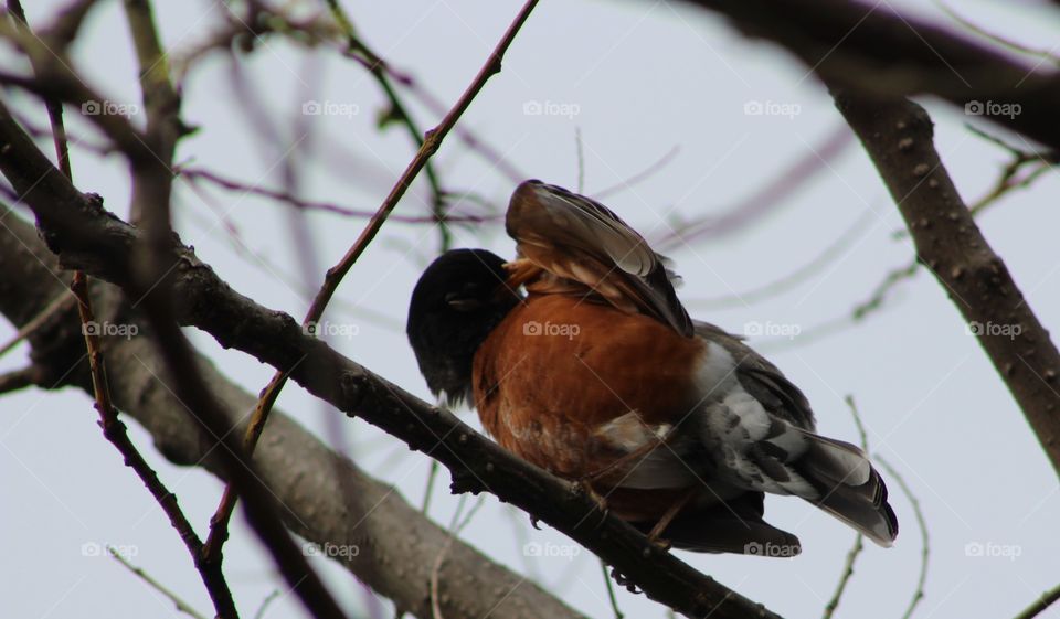 American Robin in tree cleaning under wing
