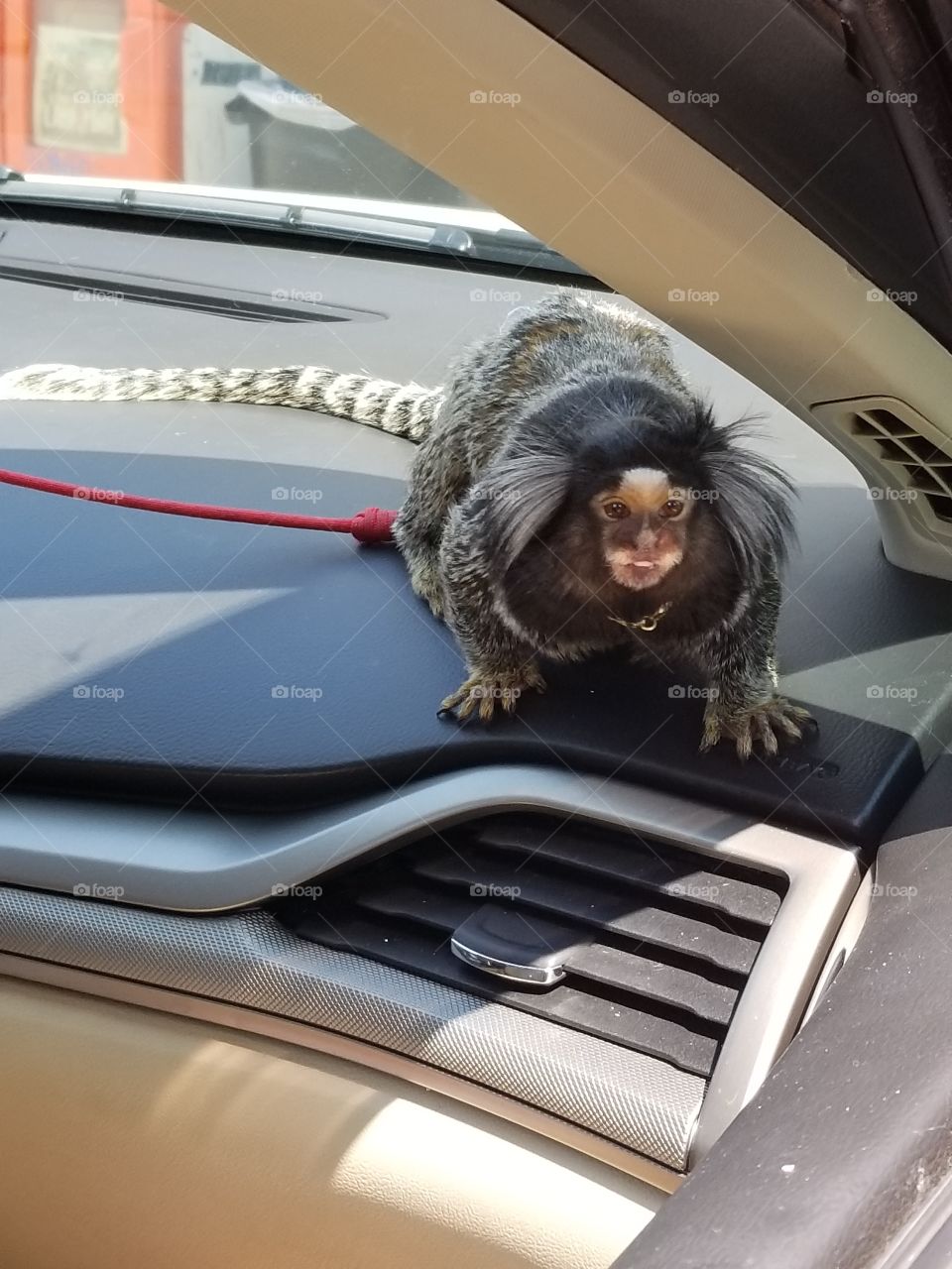 Car, Vehicle, Transportation System, Drive, Traffic