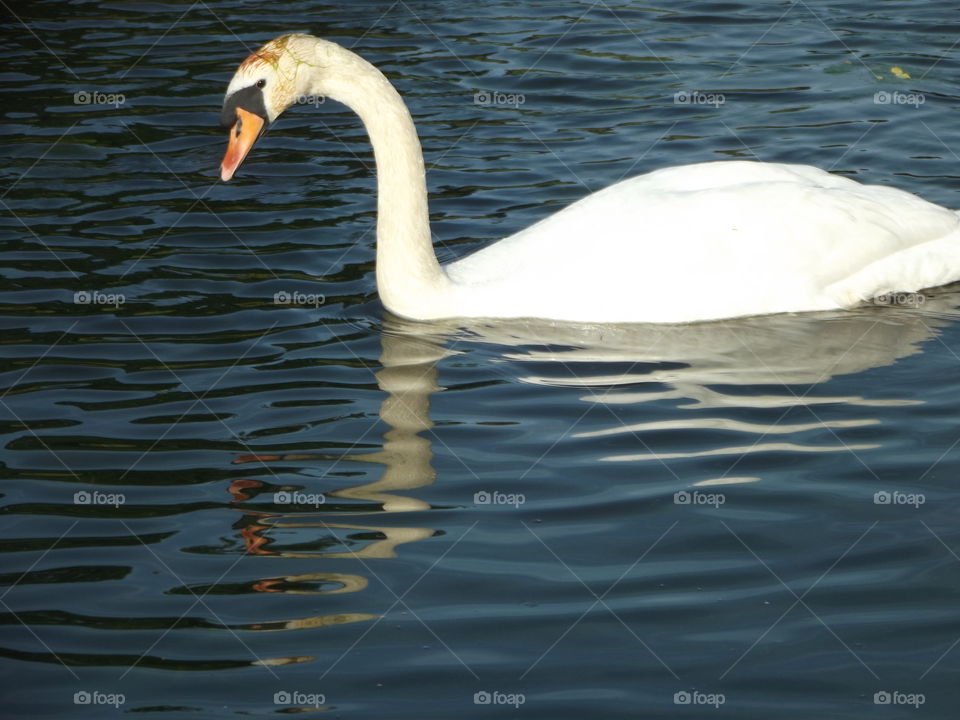 Reflective Swan