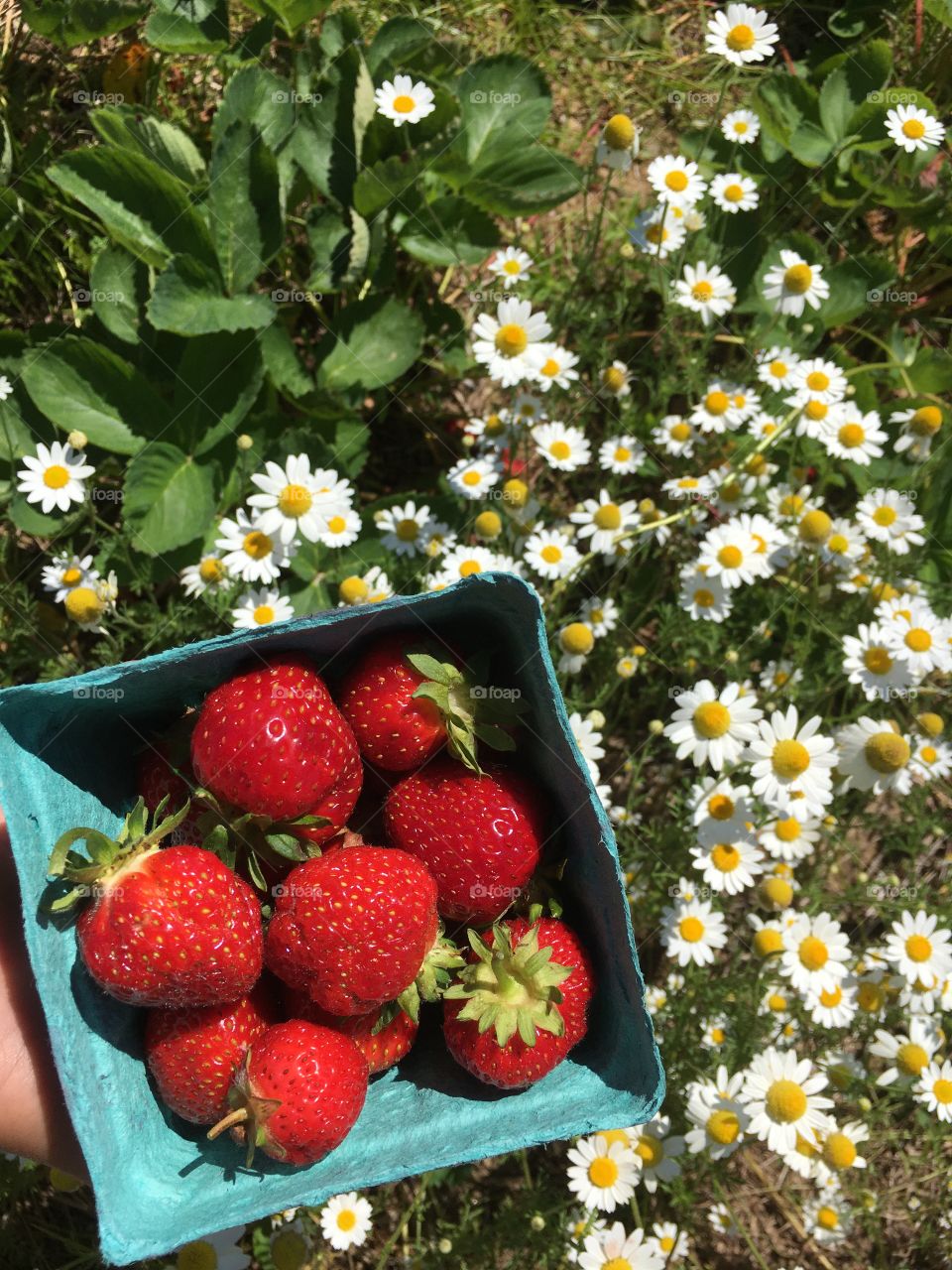 Strawberries by a field of daisies 