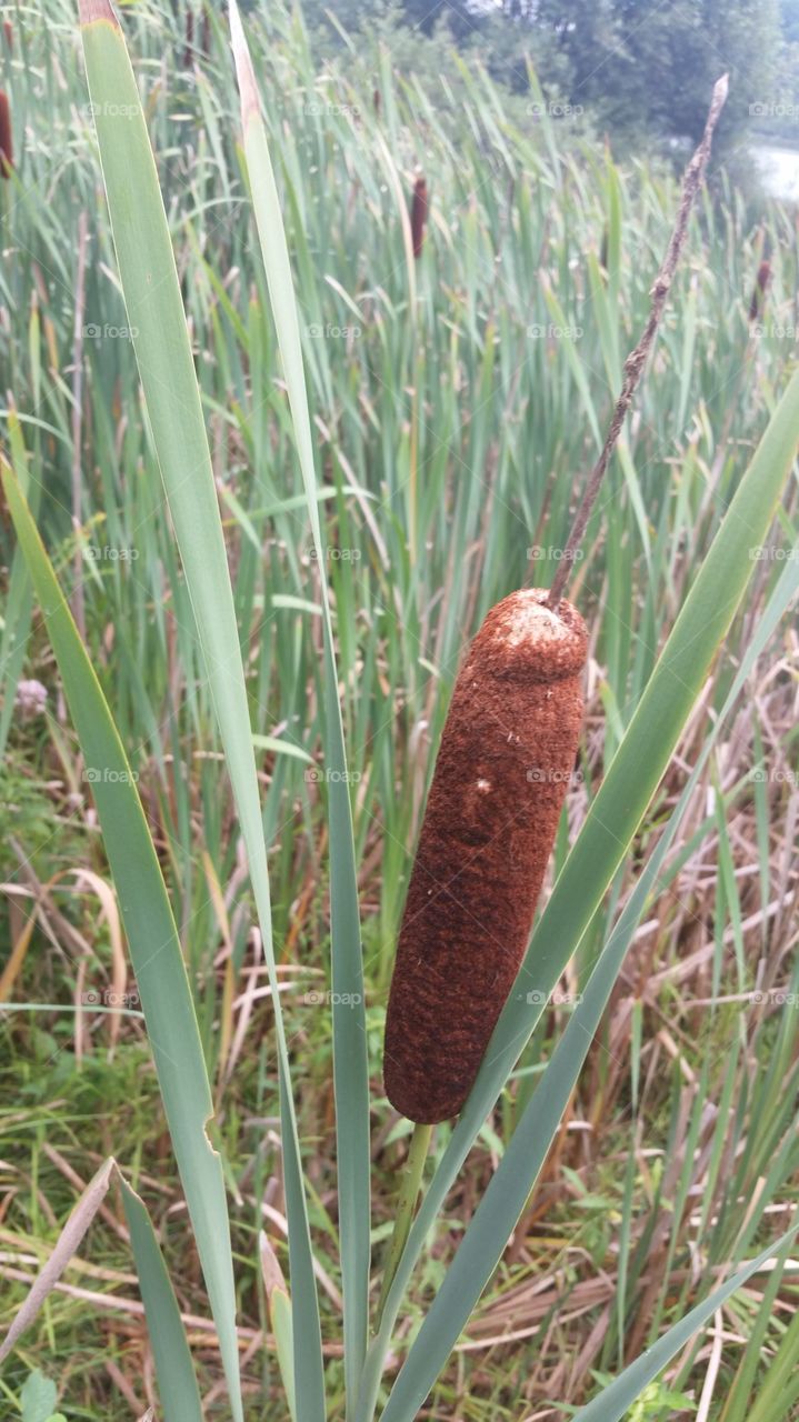 cattails of the swamp