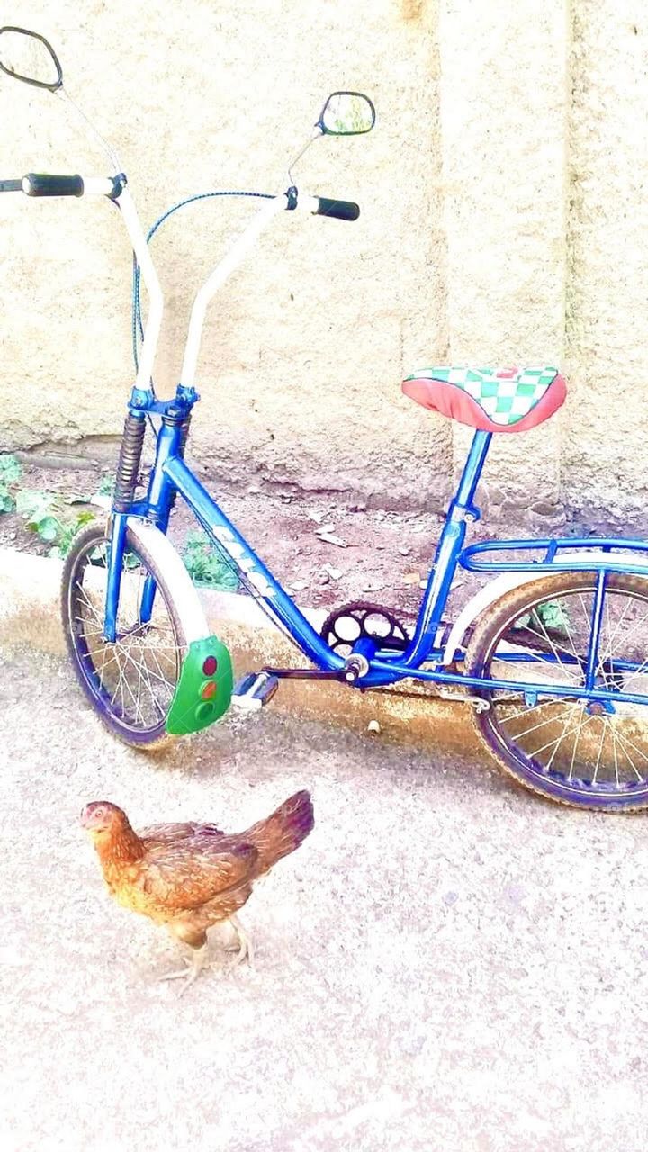 Randomly a bicycle and a chicken