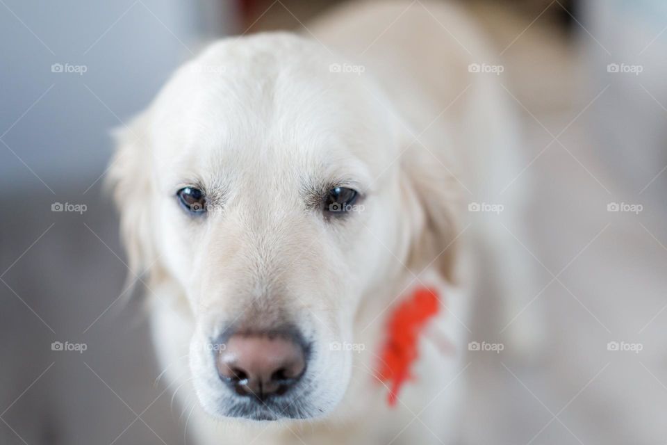 Sad white labrador