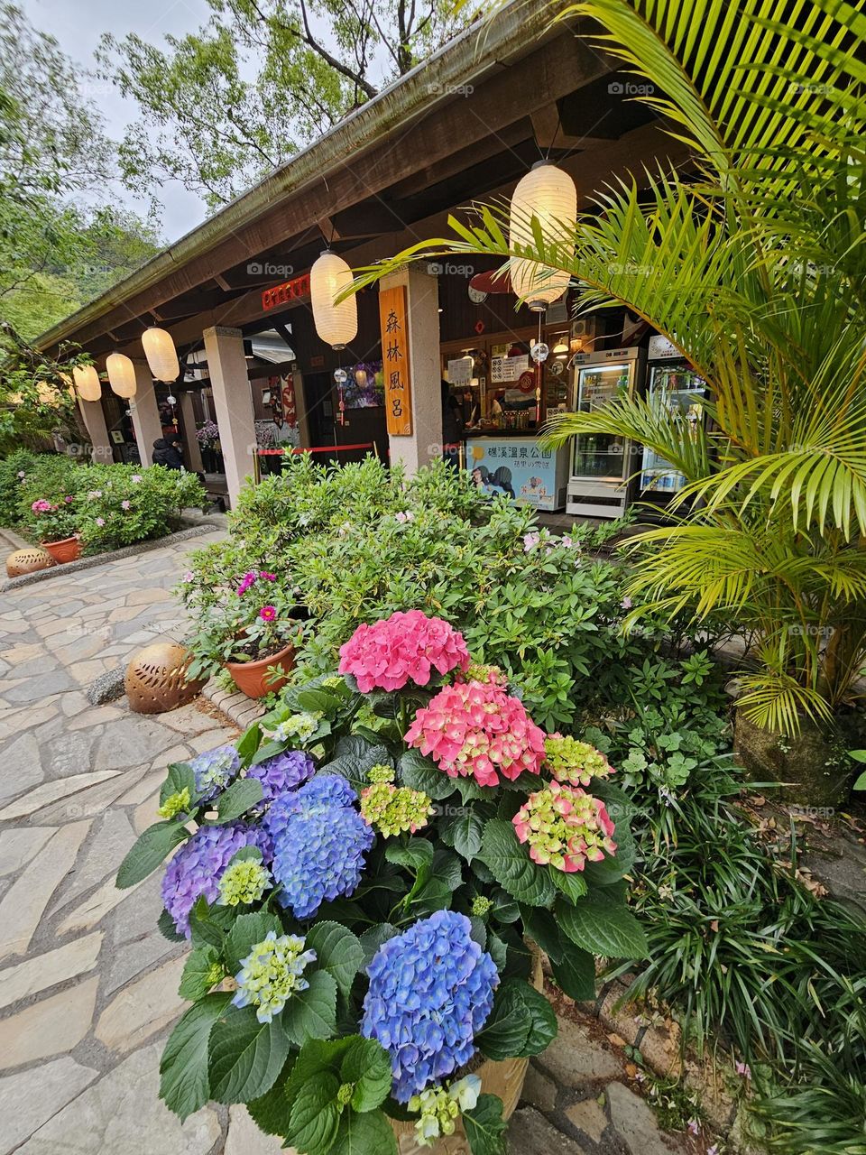 Hydrangea outside the hot spring