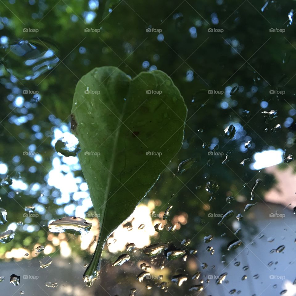 Heart leaf in rain