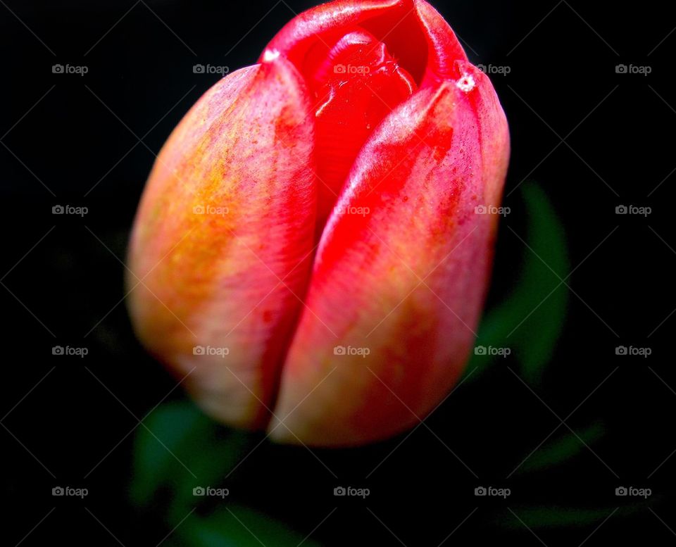 Easter tulip