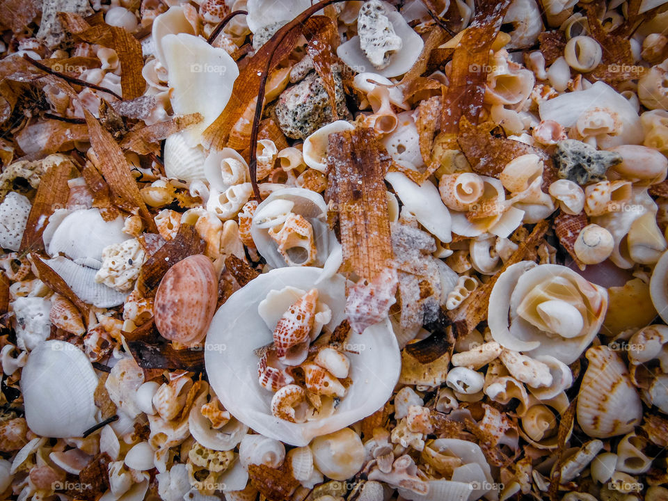 Beach treasures