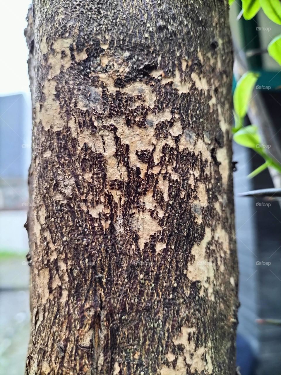 a lime tree trunk that peels off and creates a pattern