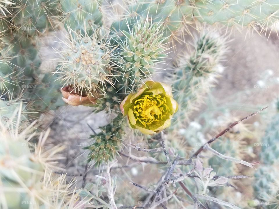 Single yellow cholla flower filled with pollen