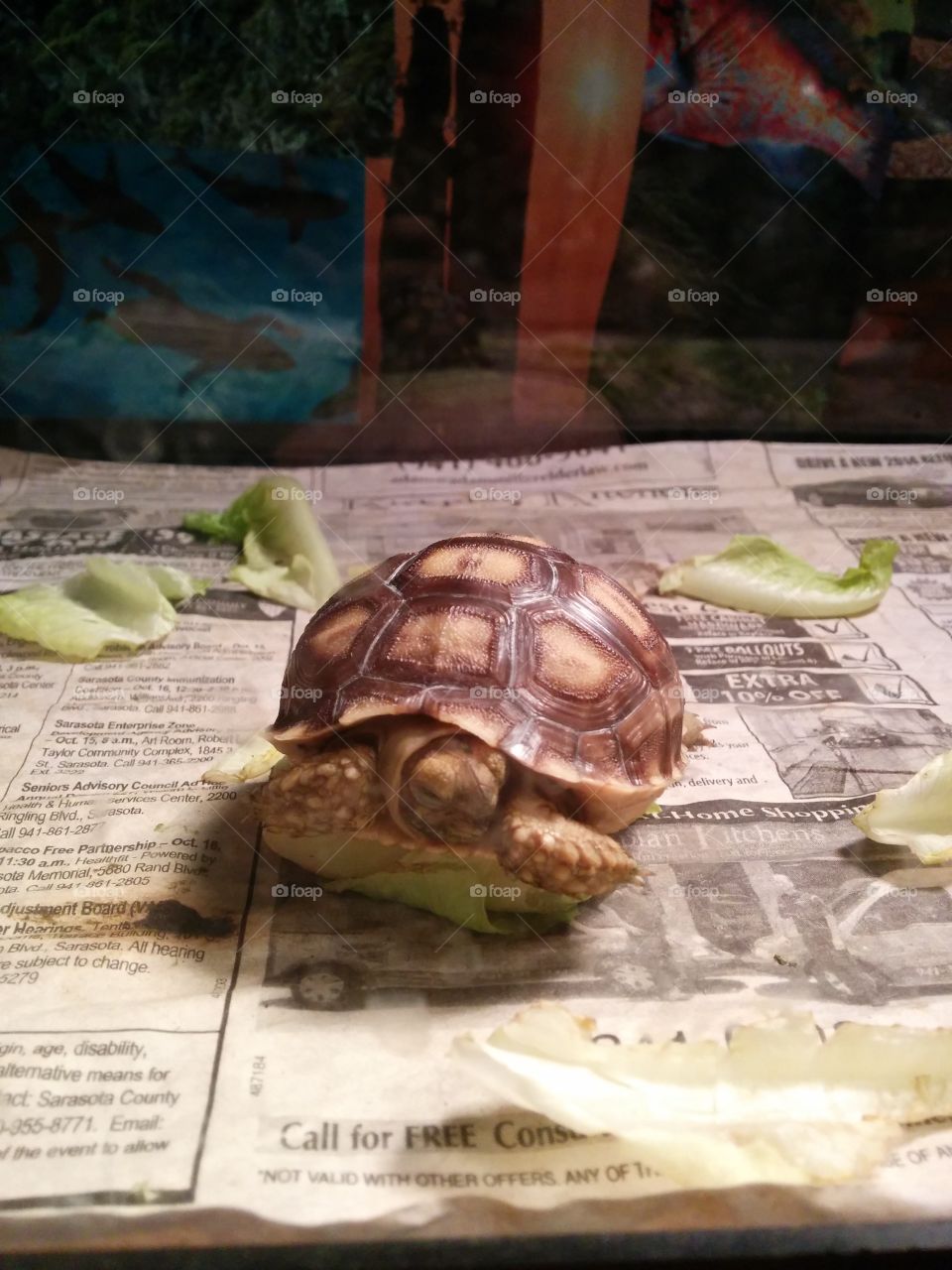 A few-week old sulcata tortoise sleeps in an enclosure, newspaper below him and bits of romaine lettuce in the background. His legs are up, eyes closed, head to the side. He's fallen asleep on his meal.