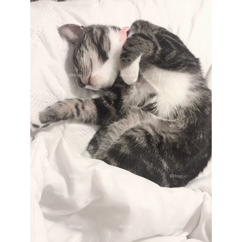Sleeping Cat
