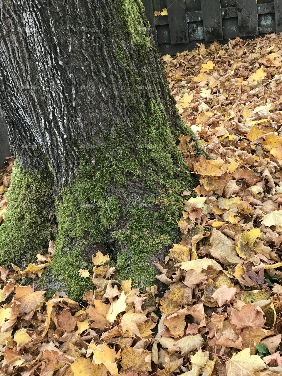 Moss in Autumn 