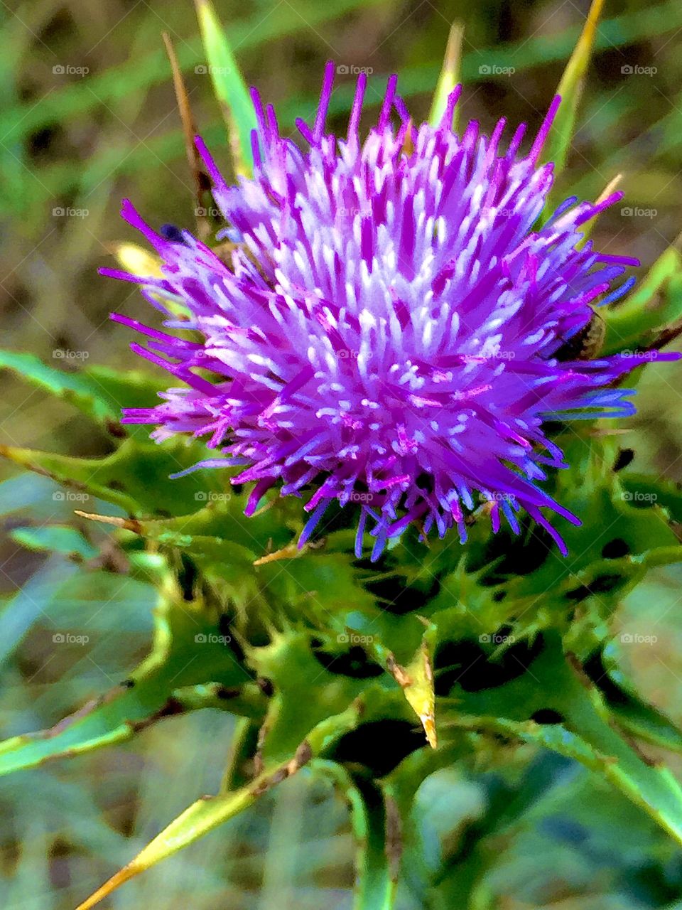 Thistle blossom 