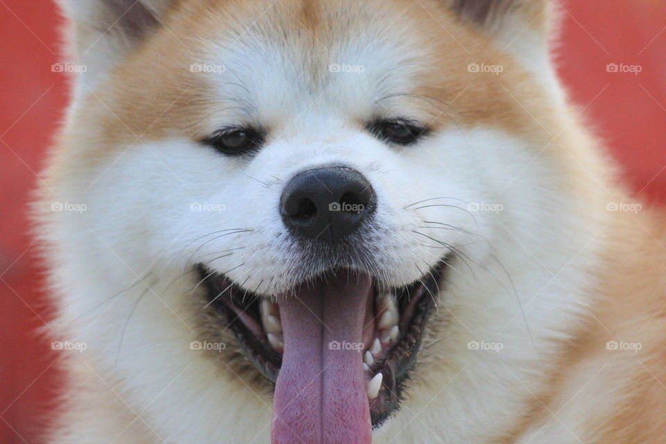 smile of an akita