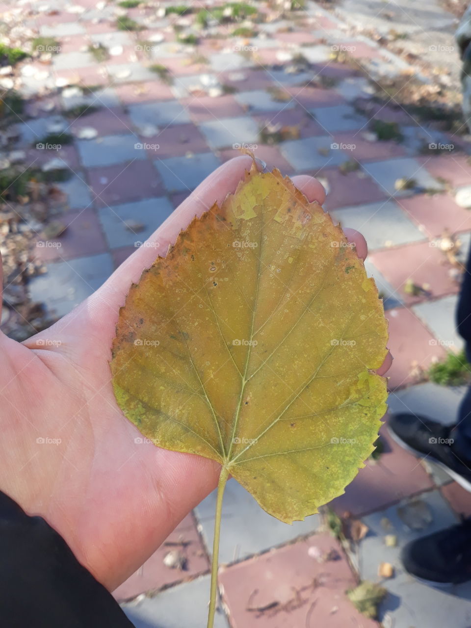 my leaf
