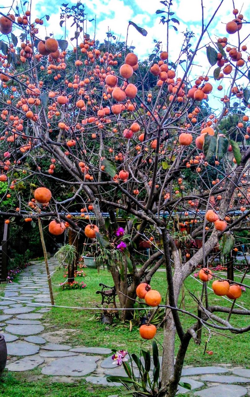 Fruits!: Persimmon(or Kaki). a kind of beautiful ,delicious and auspicious fruit.
have red orange color and sweet juice.