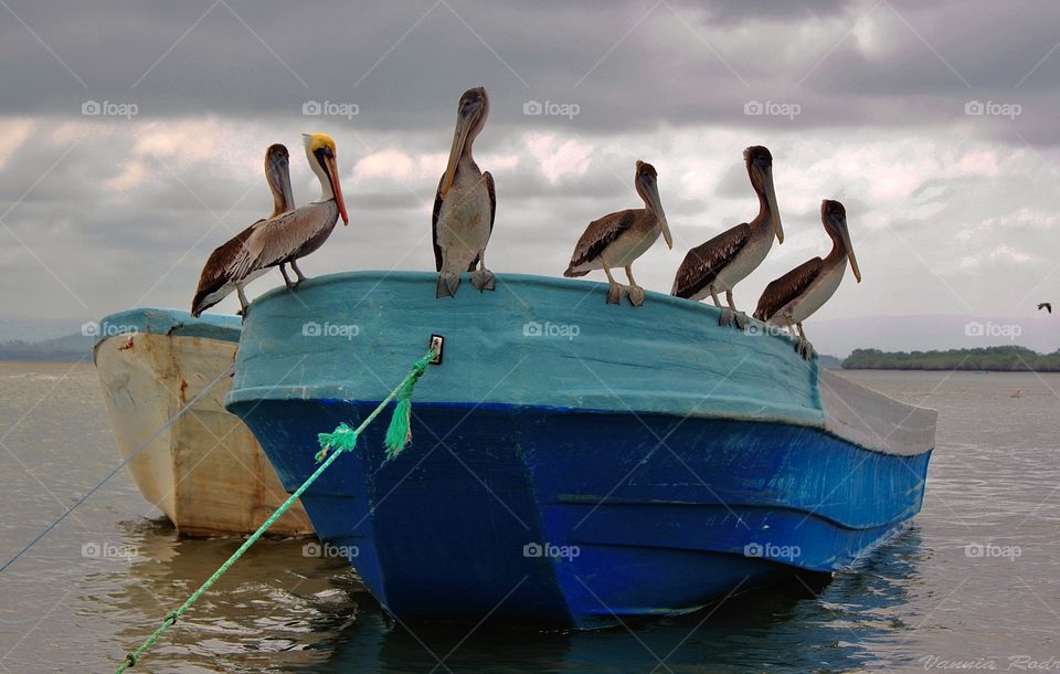A flock of pelicans standing on a small boat 