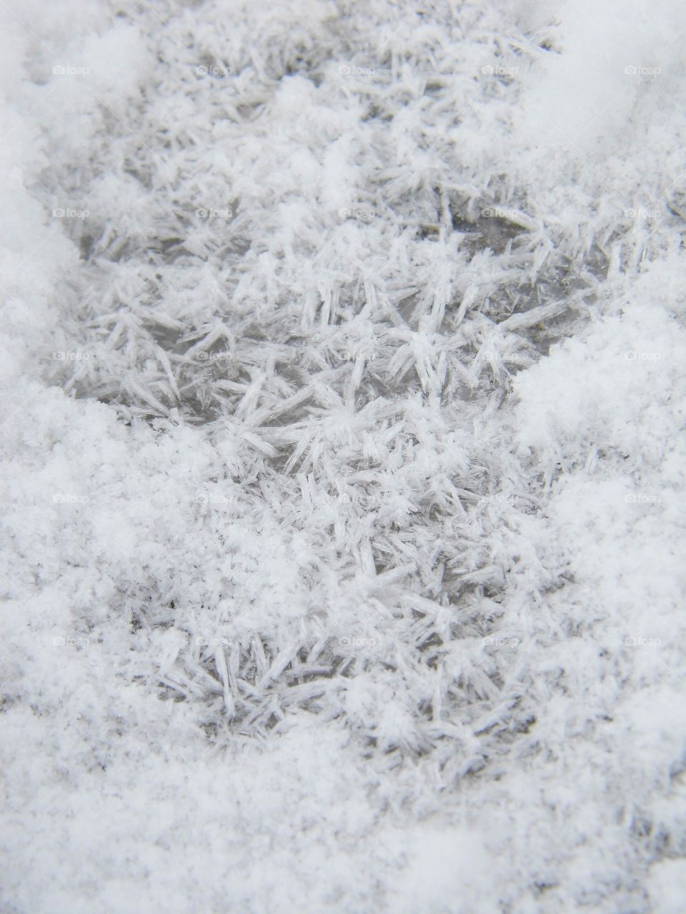 ice flower in the winter