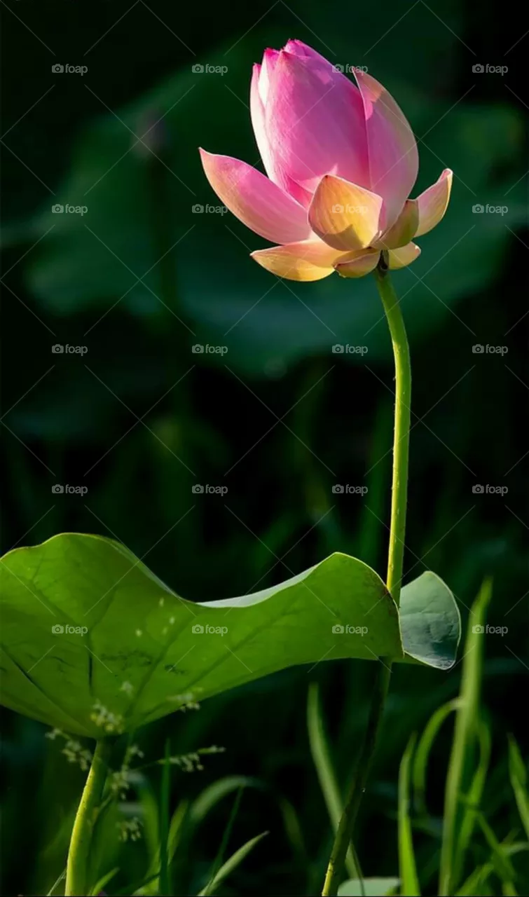lotus