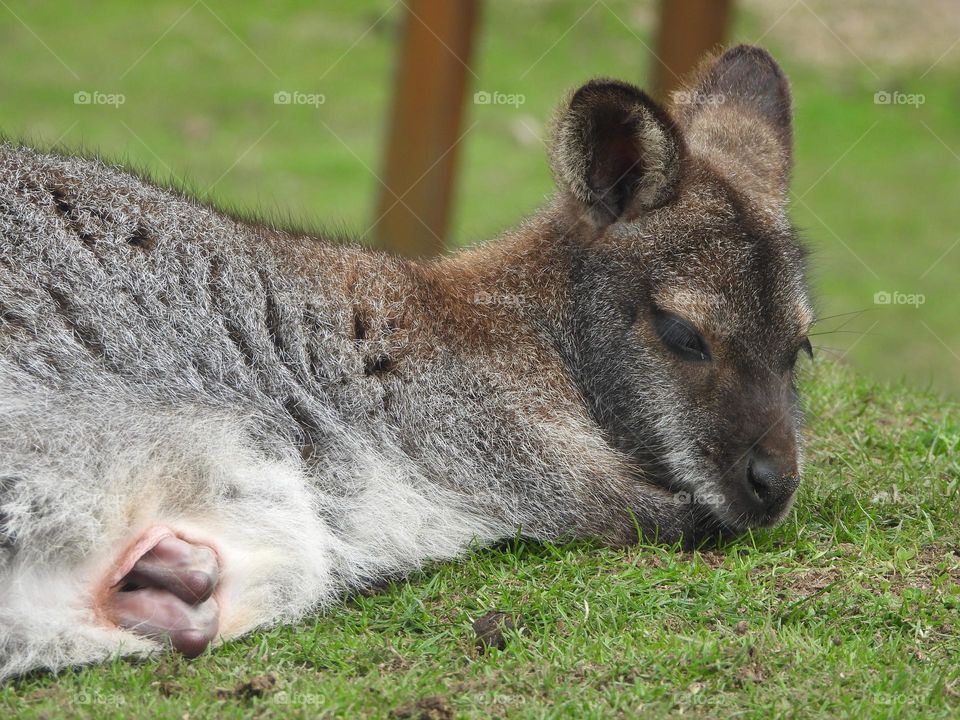 A close up of a wallaby 