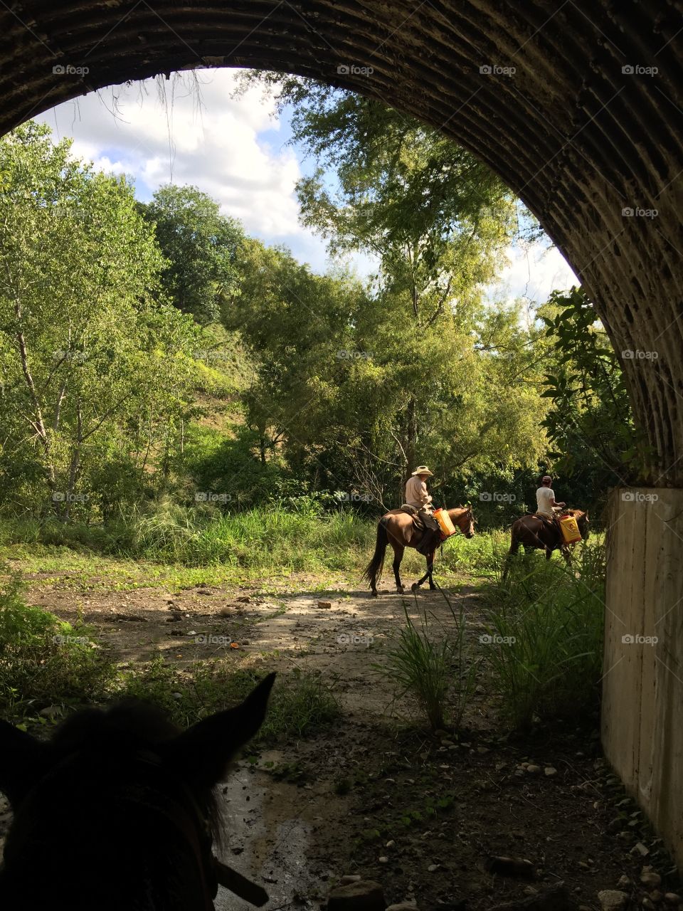 Riding horses down a tunnel on the way back to the ranch. My daily view