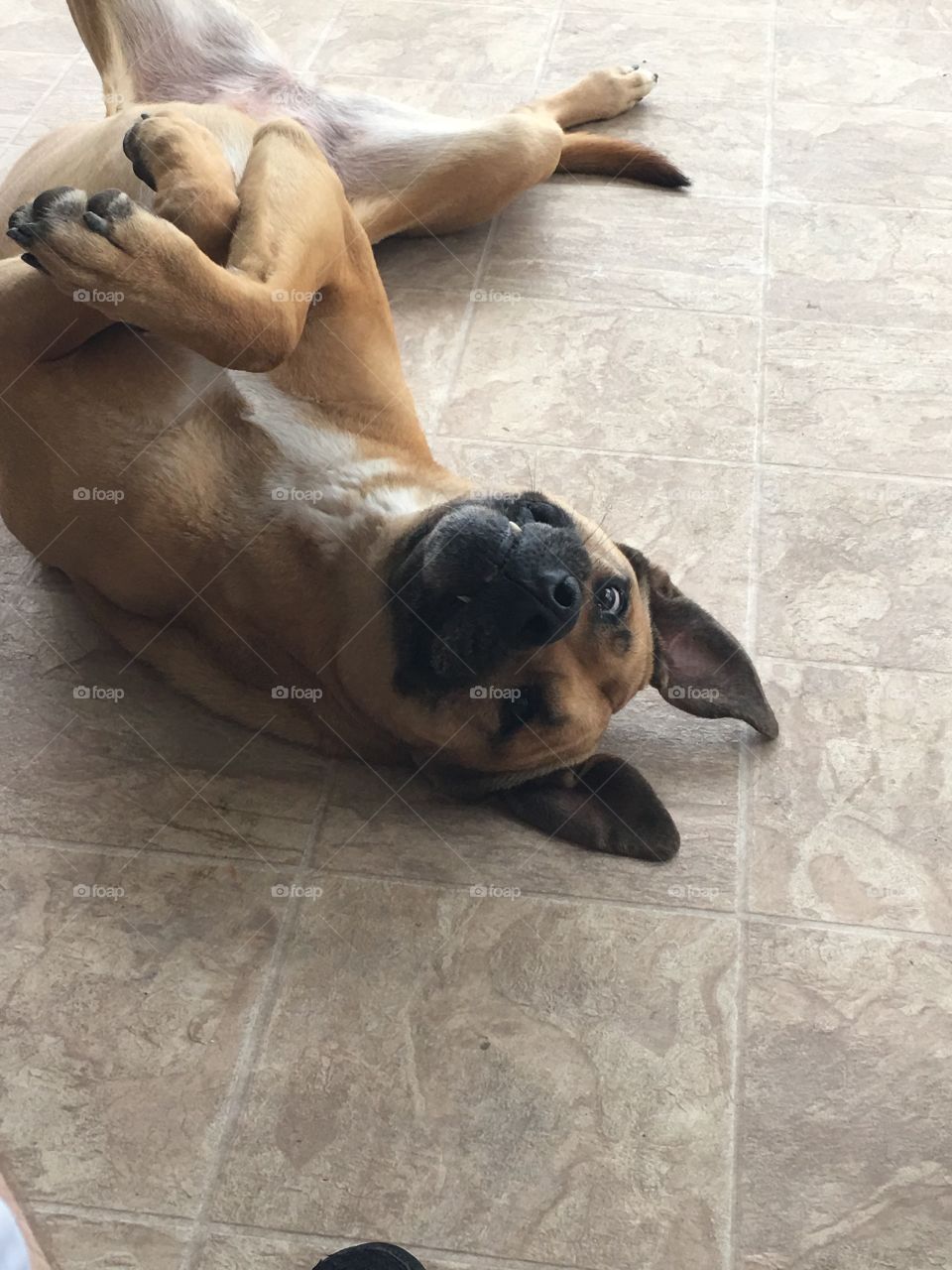 Upside down brown dog