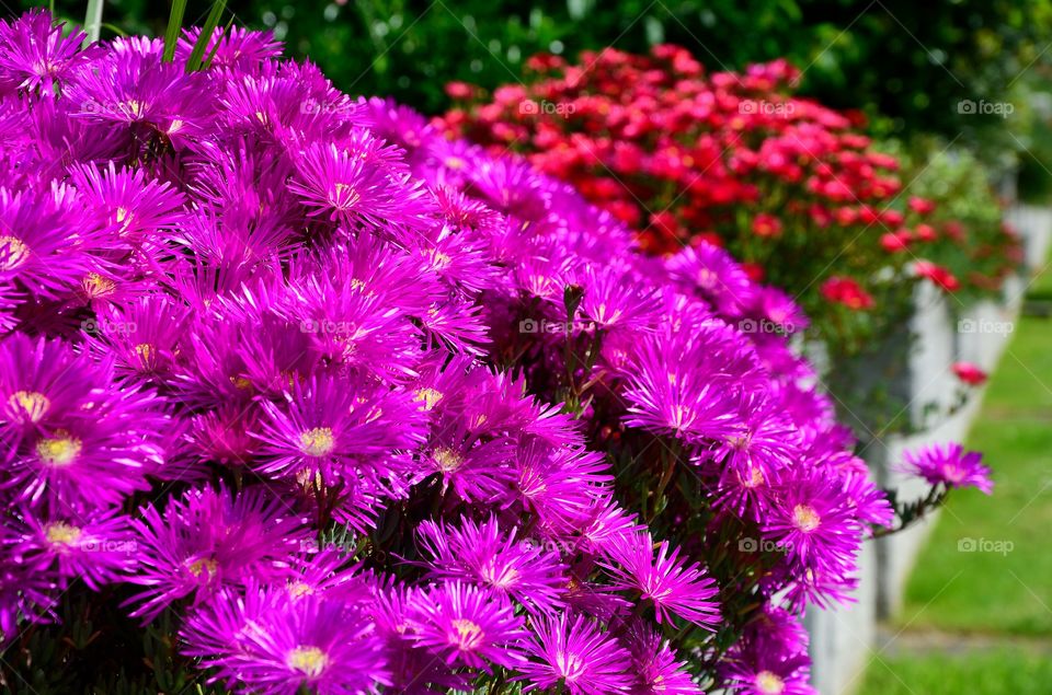 Colourful New England aster