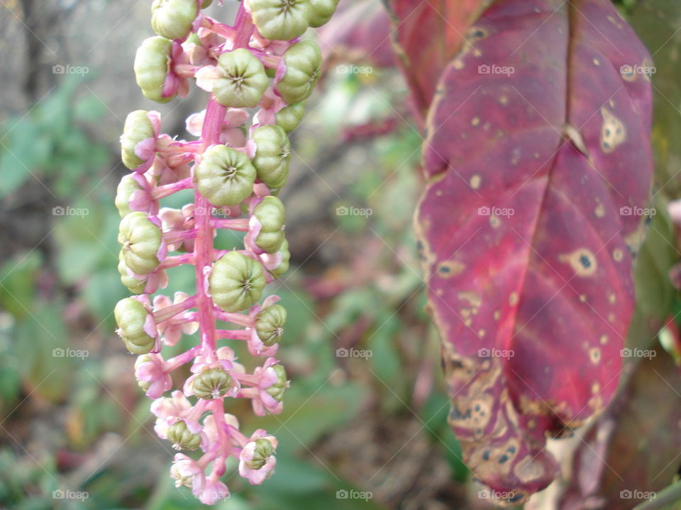 elderberry