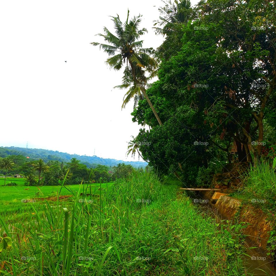 Views of rice fields and green hills