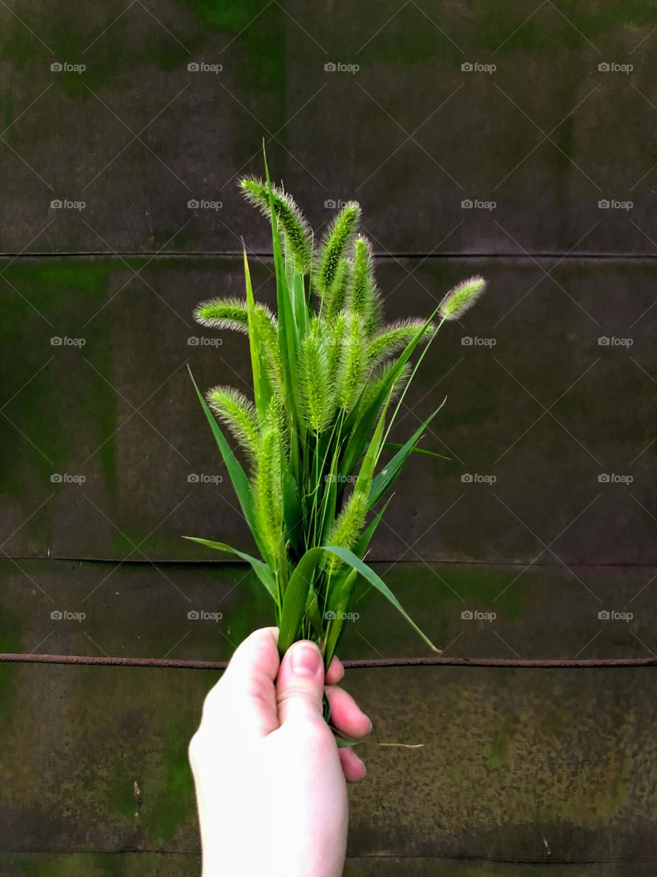 fluffy bouquet of grass for my cat