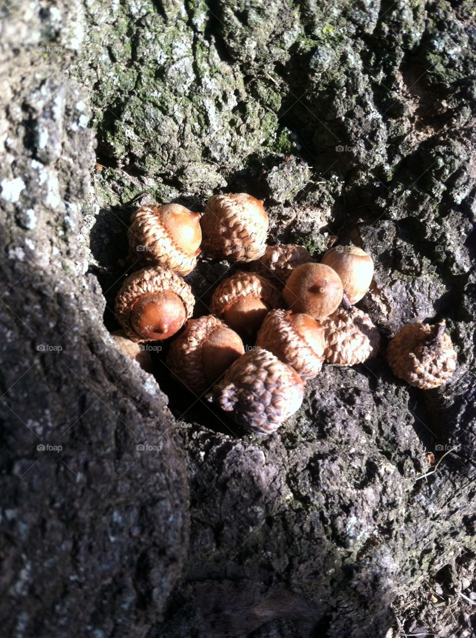 No Person, Wood, Nature, Fungus, Tree