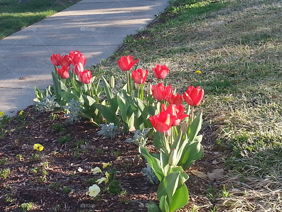 Two lips tulips