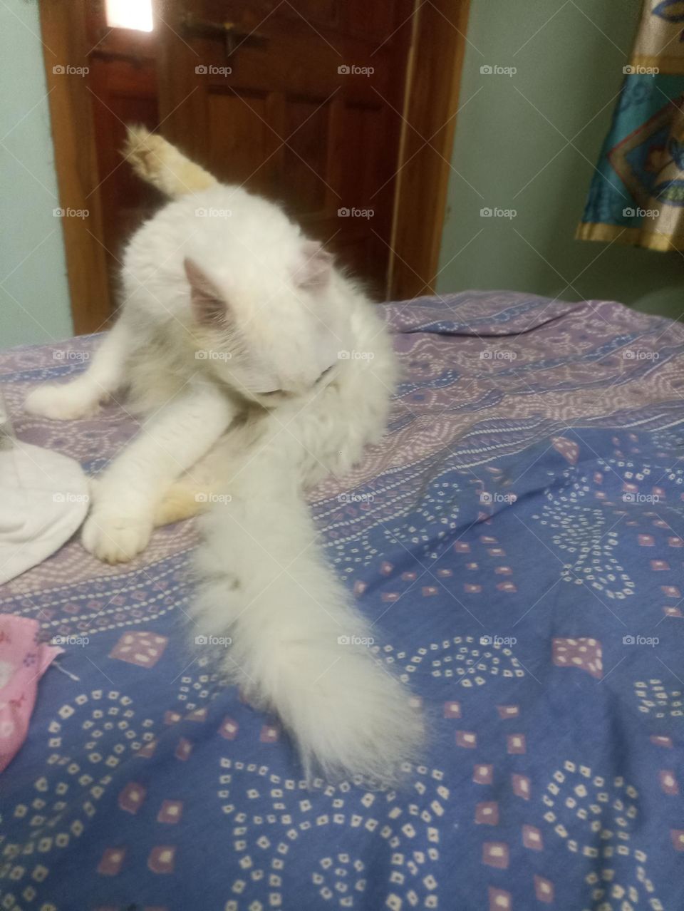 what is this going??