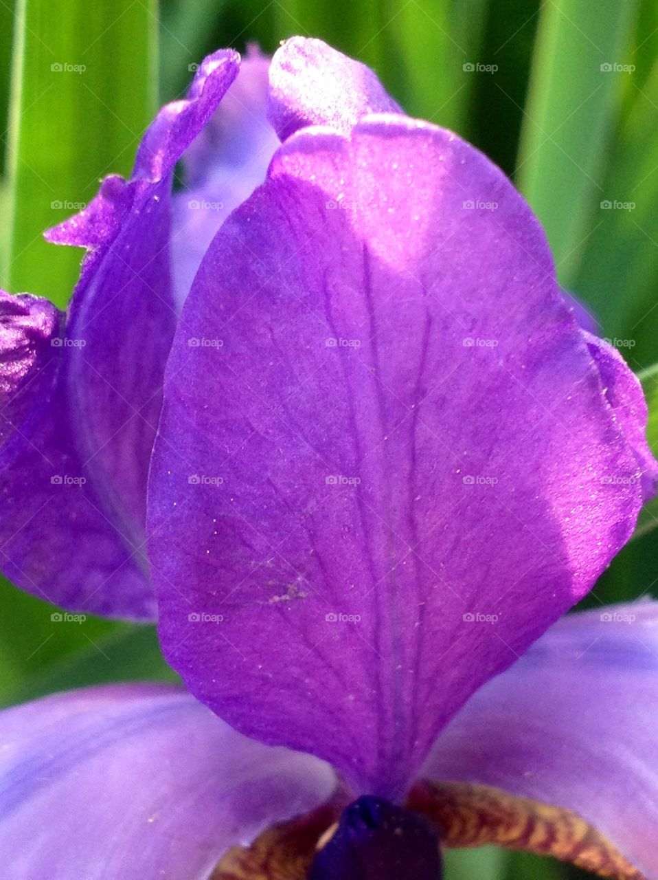 Purple Petal