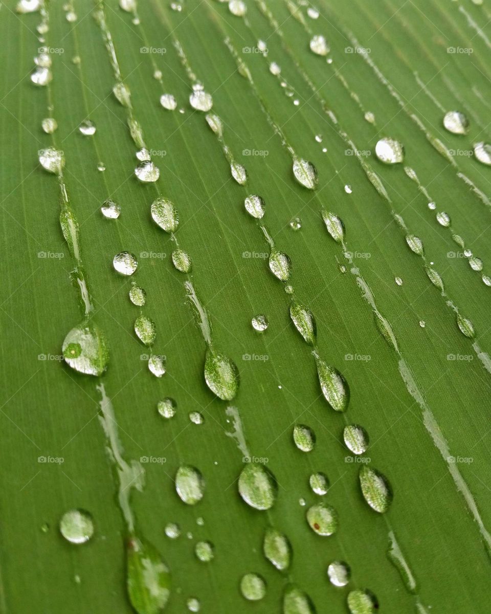 Banana leaf and water droplets on its surface.
April 15, 2021
08:44am