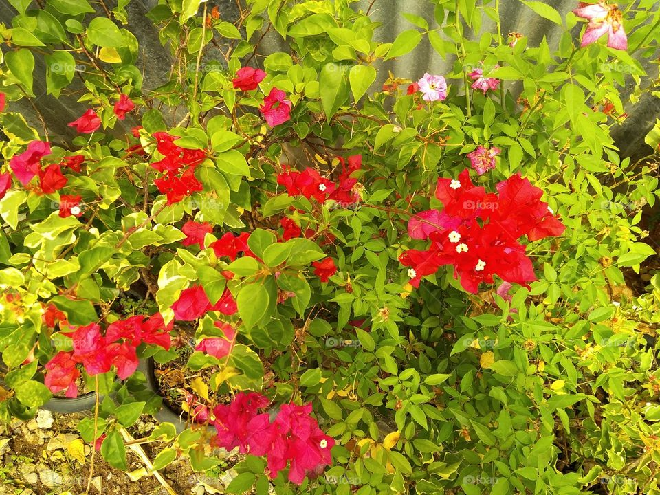 the flowers are blooming in the beautiful front yard in red and the leaves are turquoise green