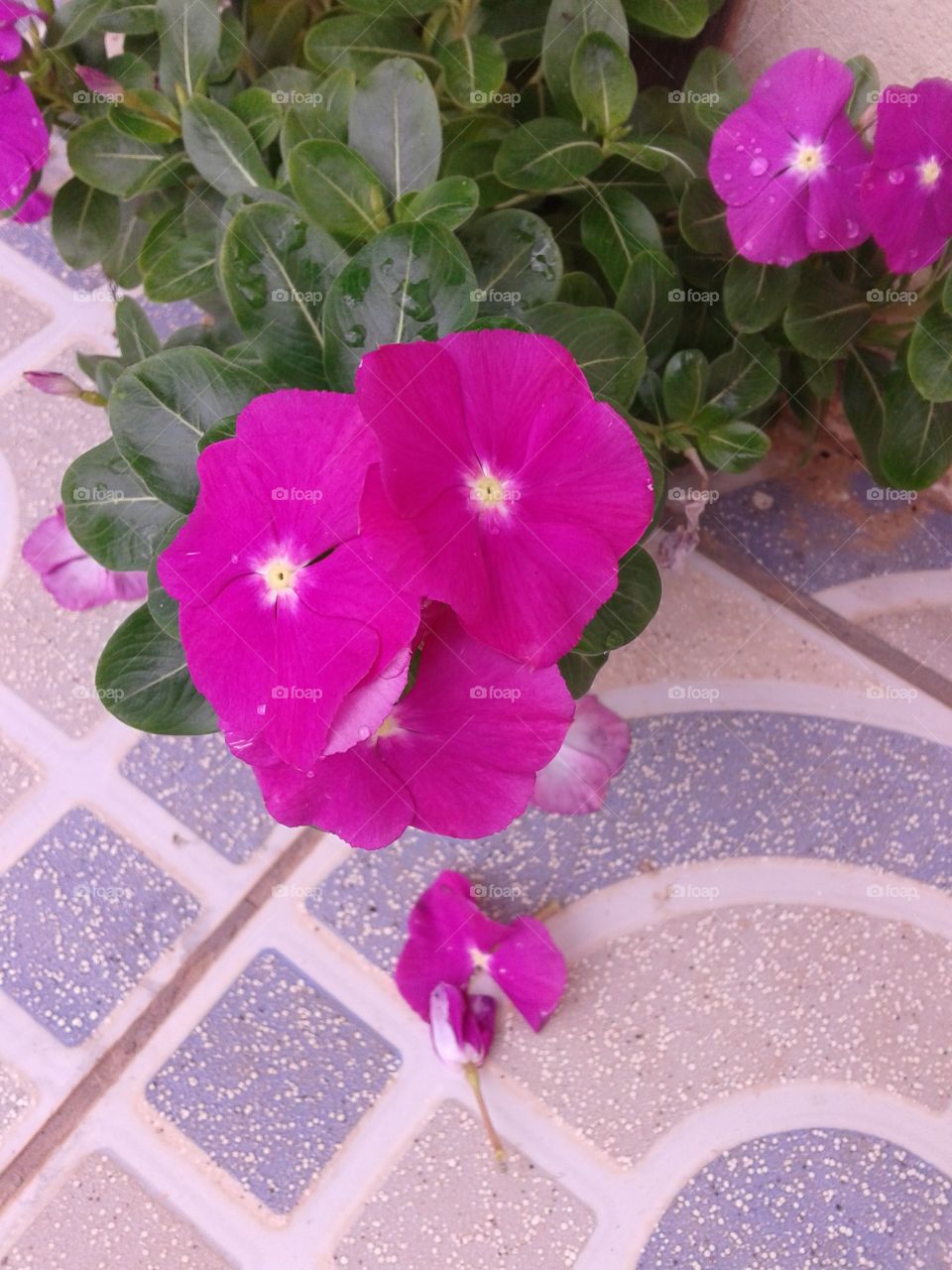 flor roxa