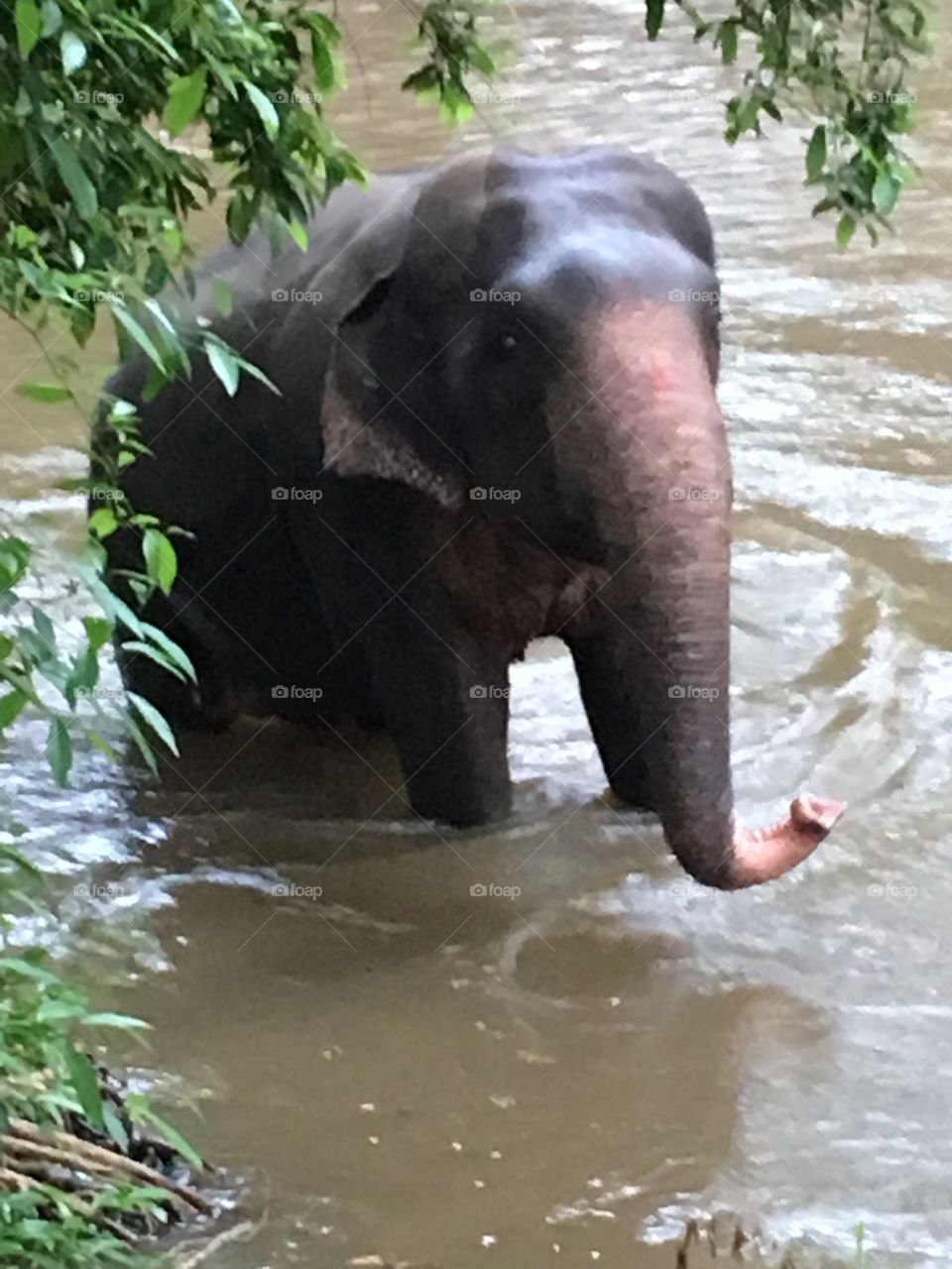 Wild elephant 