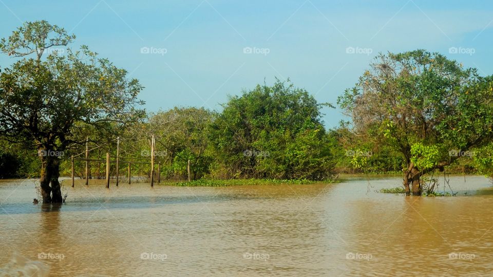Tree, Water, Nature, Landscape, Wood