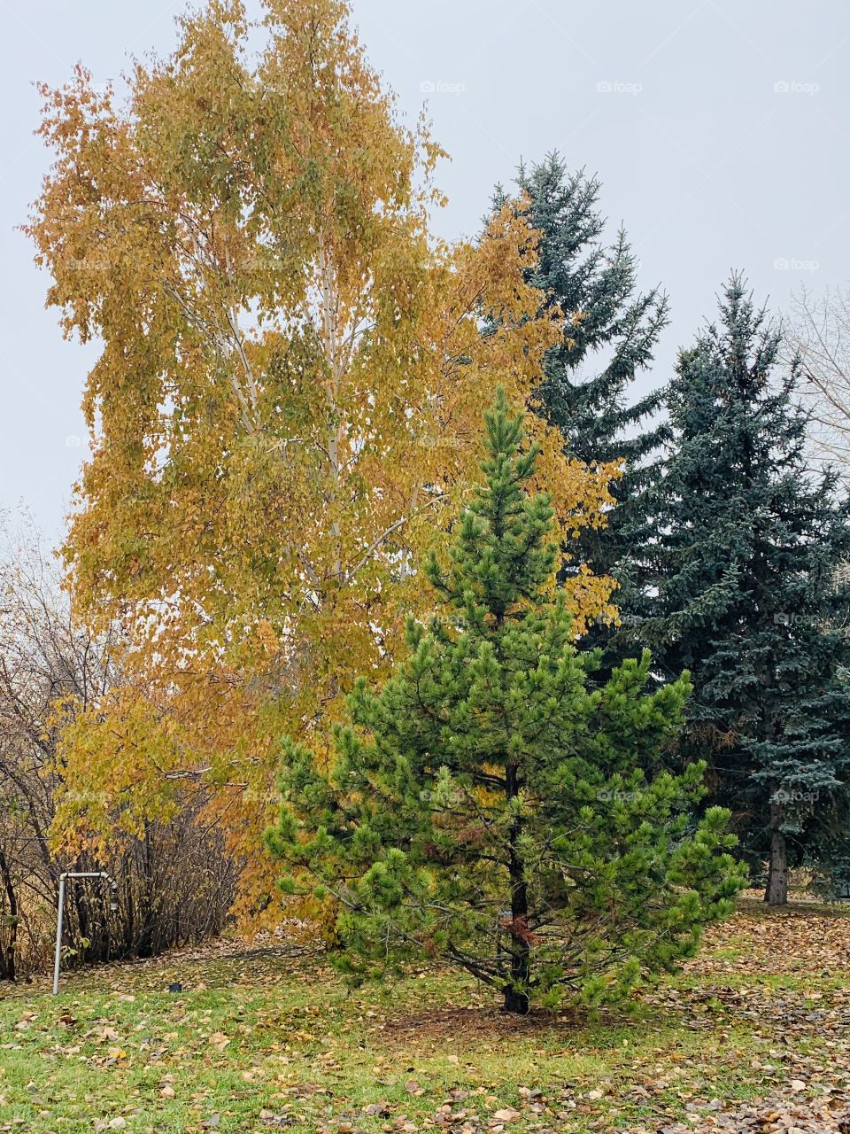Trees in the park 