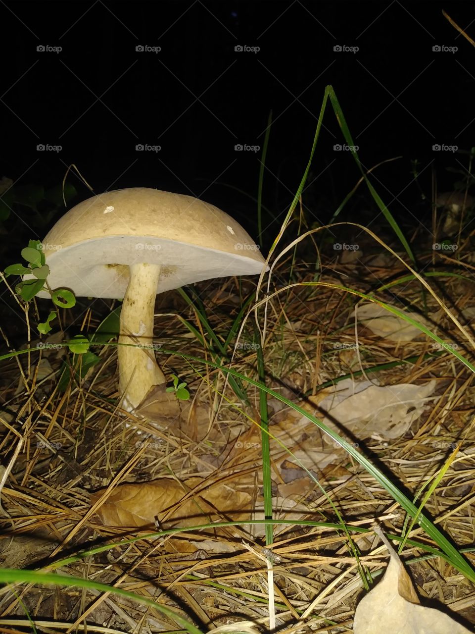 Bolete mushroom at dusk in natural pine forest habitat
