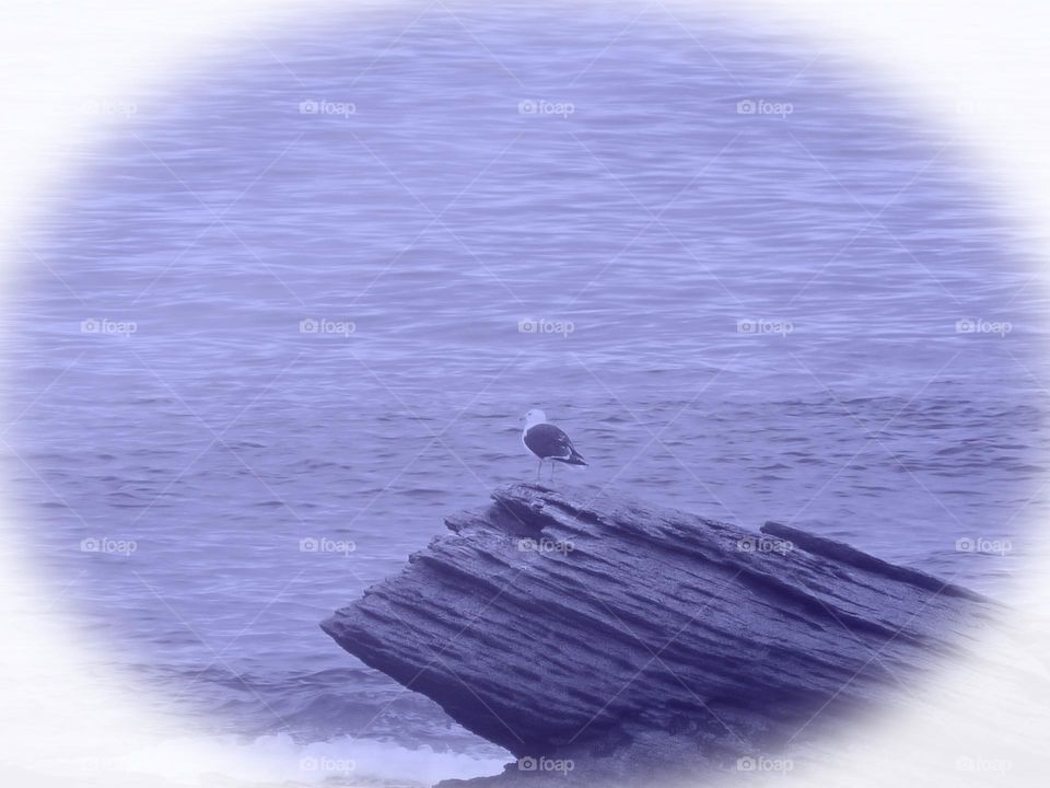 Gull double vignette perched front to the ocean