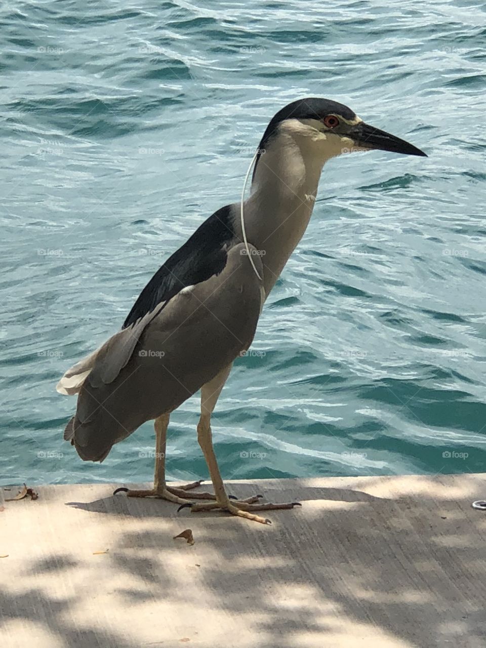 Navy-Gray Heron getting some shade