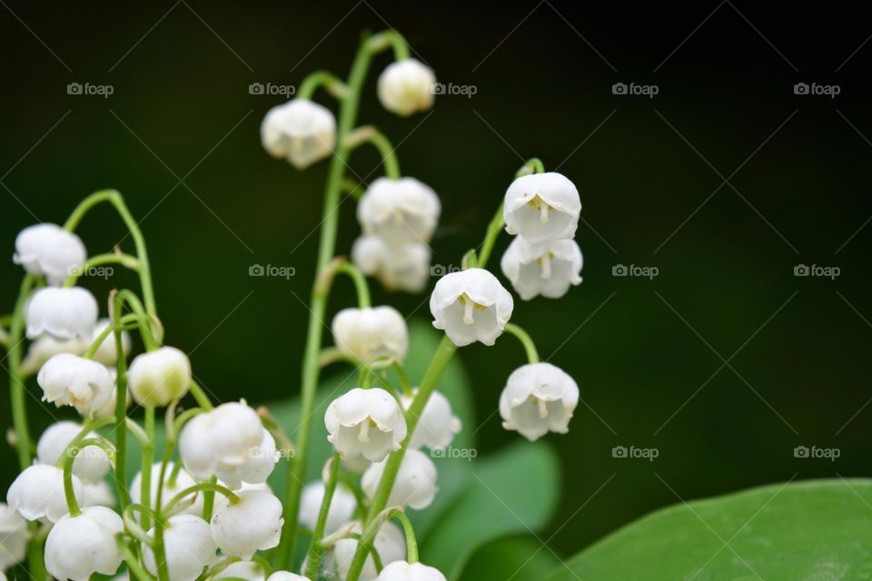 spring flowers love spring