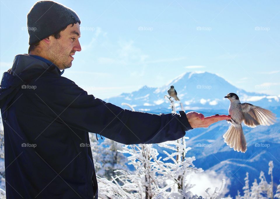 PNW grey jays on a blue bird day